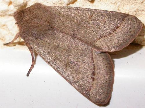 Orthosia cerasi